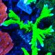 Bouture Montipora stellata 