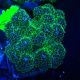 Bouture Pocillopora damicormis Gold insane 