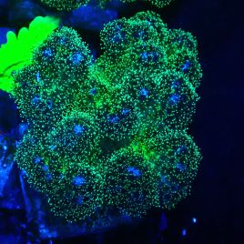Bouture Pocillopora damicormis Gold insane 