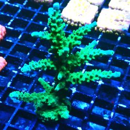 Bouture Acropora Joker 