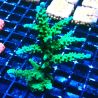 Bouture Acropora Joker