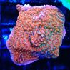 Bouture Montipora snow plateau