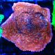 Bouture Snow Montipora plateau 
