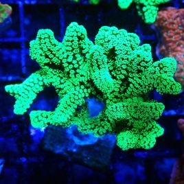 Bouture Seriatopora caliendrum Electric Green 