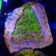 Bouture Montipora Phoenix evolution 