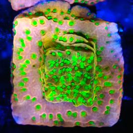 Bouture Montipora Phoenix evolution