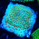 Bouture Montipora Reverse Sunset 