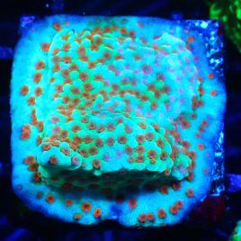 Bouture Montipora Reverse Sunset