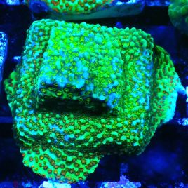 Bouture Montipora Chili Pepper 