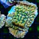 Bouture Montipora Brain Freeze 