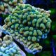 Bouture Montipora Brain Freeze