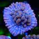 Bouture Montipora Altered Ego 