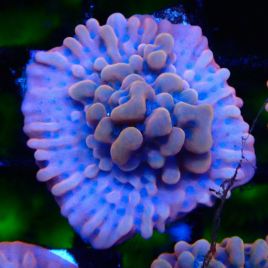 Bouture Montipora Altered Ego 