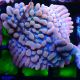 Bouture Montipora Altered Ego 