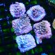 Bouture Montipora Altered Ego 