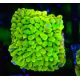Bouture Montipora Passion Fruit 
