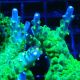 Bouture Acropora natalensis 