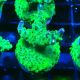 Bouture Acropora natalensis 