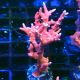 Bouture Anacropora TNT