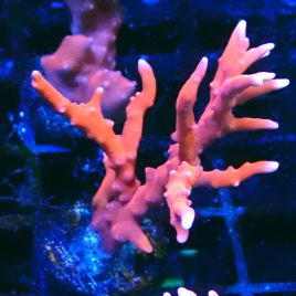 Bouture Anacropora TNT