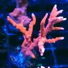Bouture Anacropora TNT