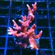 Bouture Anacropora TNT