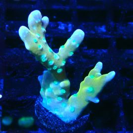 Bouture Anacropora Tropicana