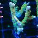Bouture Anacropora Tropicana