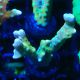 Bouture Anacropora Tropicana