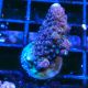 Bouture Acropora Rainbow Mango 