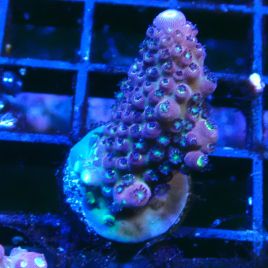 Bouture Acropora Rainbow Mango 