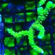 Bouture Anacropora 'Goldenrod'