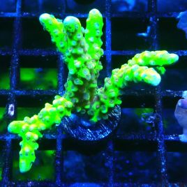 Bouture Anacropora 'Goldenrod'