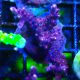 Bouture Acropora 'Ghost Town'