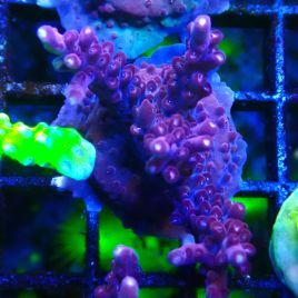 Bouture Acropora 'Ghost Town'