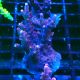 Bouture Acropora 'Ghost Town'