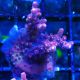 Bouture Acropora 'Ghost Town'