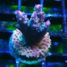 Bouture Acropora Astro-berry