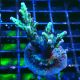 Bouture Acropora Bogani 