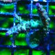 Bouture Acropora Bogani 