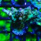 Bouture Acropora Bogani 