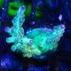 Bouture Acropora Bogani 