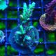 Bouture Acropora Bogani 