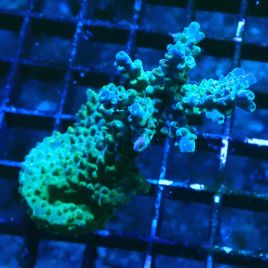 Bouture Acropora Fruity Pebbles 
