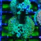 Bouture Acropora Fruity Pebbles 