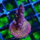 Bouture Acropora PC Rainbow