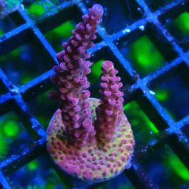 Bouture Acropora PC Rainbow