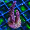 Bouture Acropora PC Rainbow