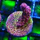 Bouture Acropora PC Rainbow