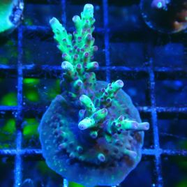 Bouture Acropora Bogani